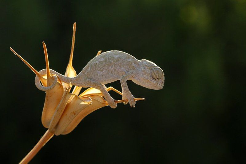 BABY CHAMELEON фото превью