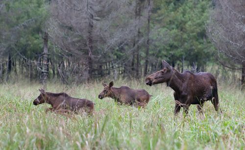 Лосиха с лосятами