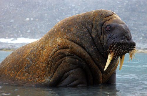 Близкий контакт