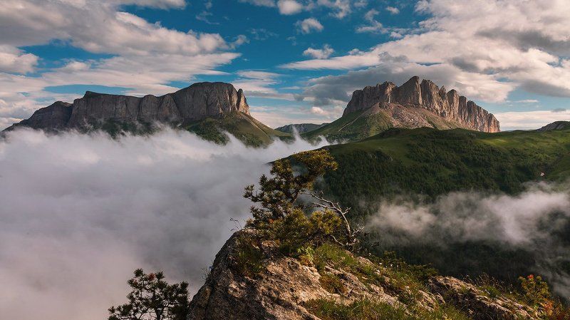 Про Бонсай фото превью