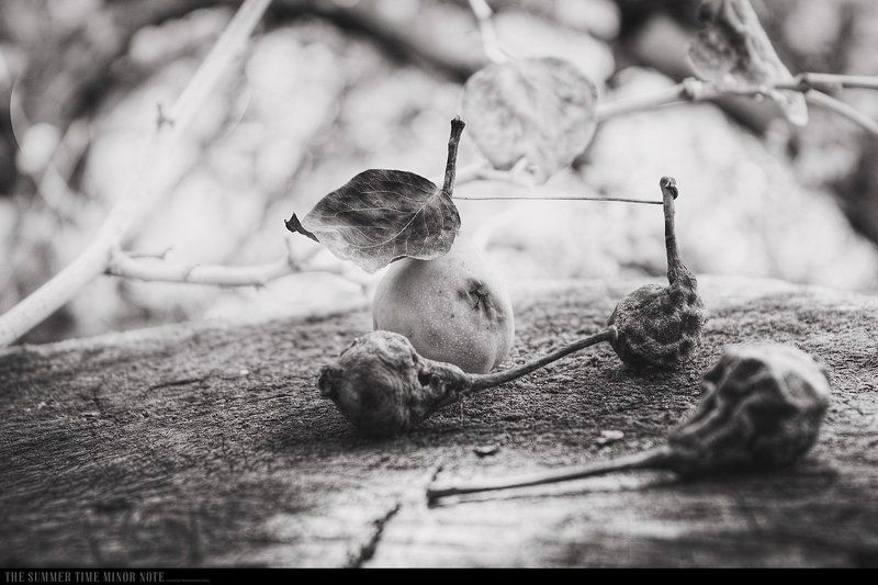 The summer time minor note фото превью