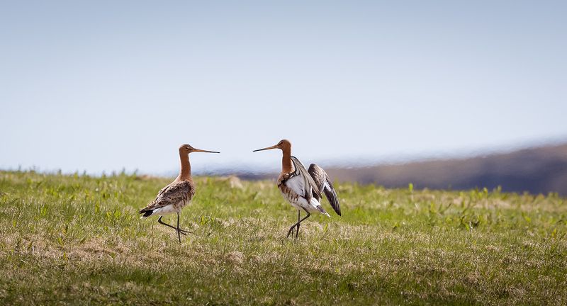 в ненашекрымских степях... фото превью