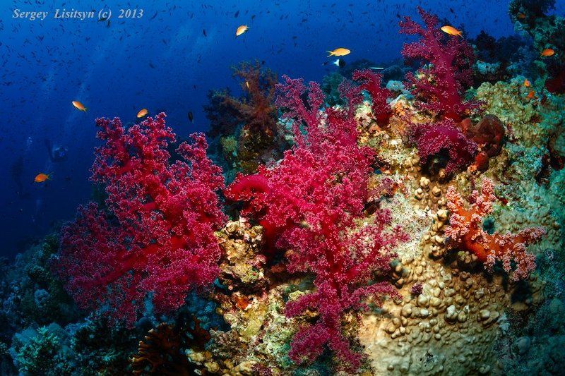 море, мягкие кораллы, красное. Red фото превью