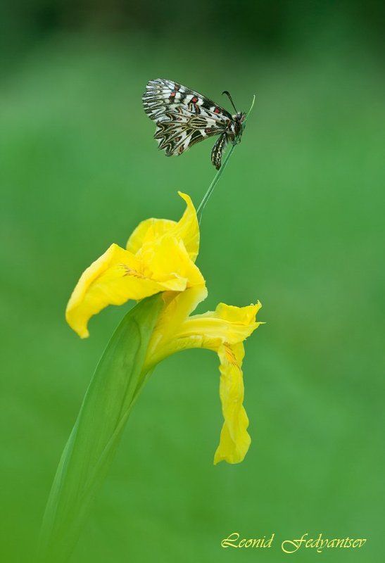 Полли и касатик фото превью