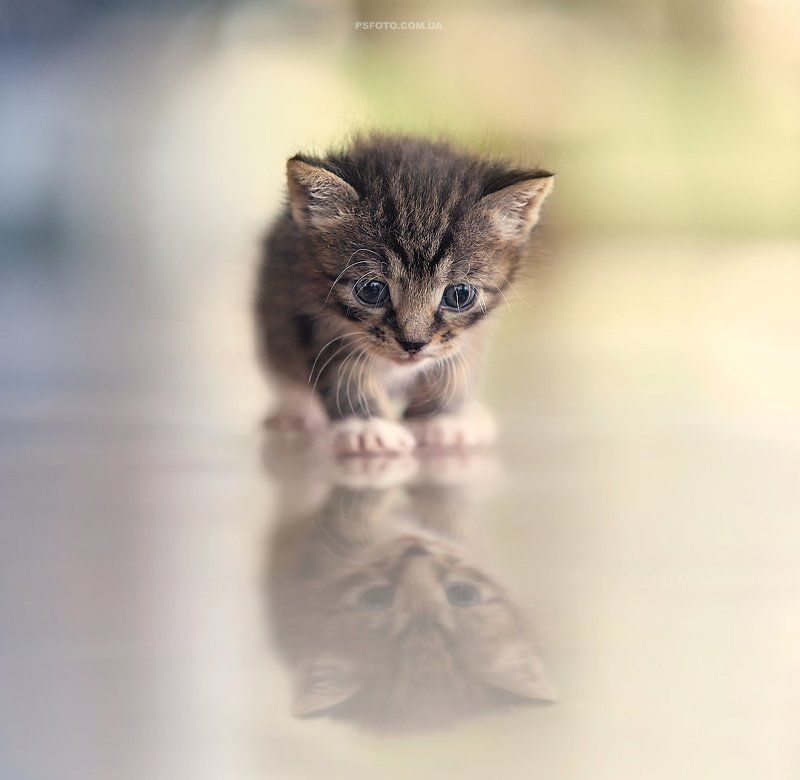 2014, Cat, Little, Кот, Котенок, Малыш, Отражение Ты кто? фото превью