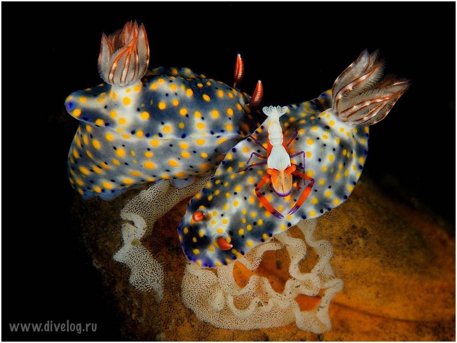 Бали, Голожаберник, Дайвинг, Креветка, Макро, Unlis