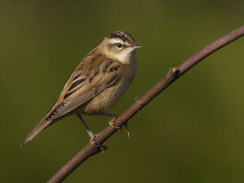 Sedge warbler.
