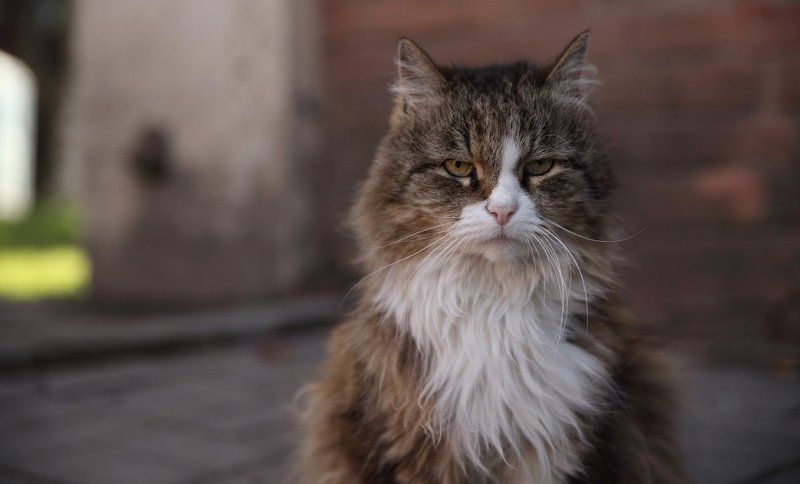 Кот фото превью