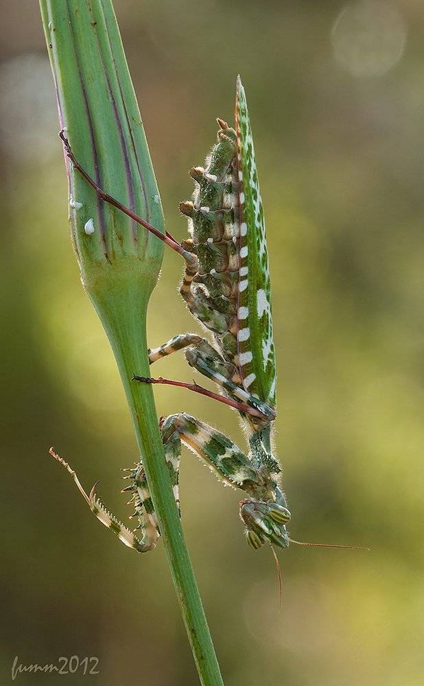 , Игорь ФУММ