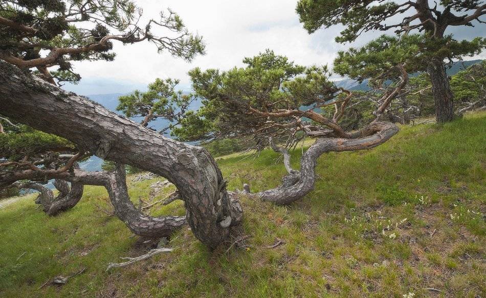 , Саша  Вайсберг / Waldschnepfe /