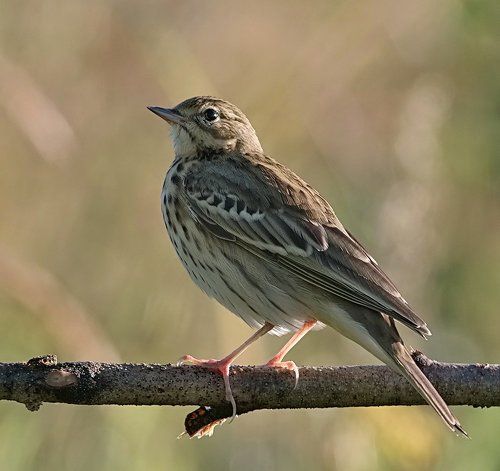 Конек лесной...