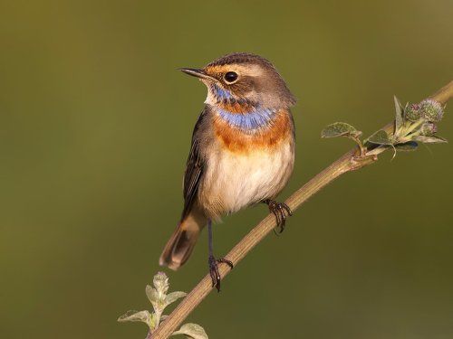 Варакушка (Luscinia svecica).