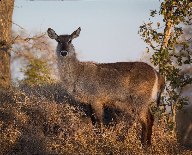 Waterbuck (дэвушка) фото превью