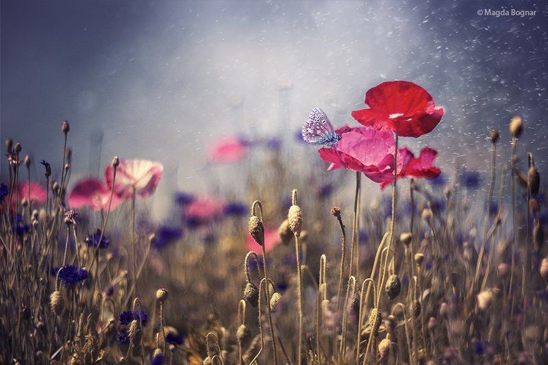 Summer Wonderland фото превью