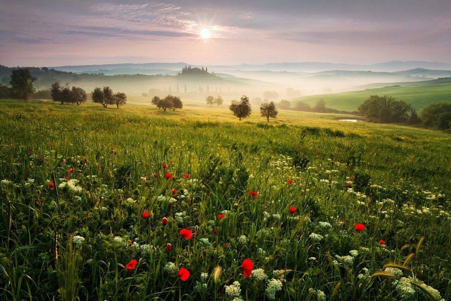 Belvedere, Fog, Italia, Italien, Italy, Meadows, Mist, Morning, Morning colors, Poppies, Sprin meadows, Spring, Spring colors, Sun, Sunrise, Toscana, Trees, Tuscany, Daniel Řeřicha