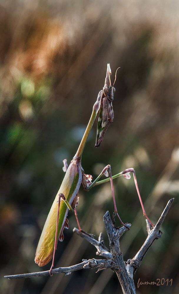 , Игорь ФУММ