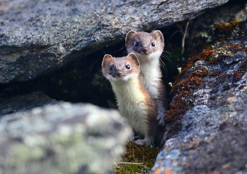Горностаи фото превью