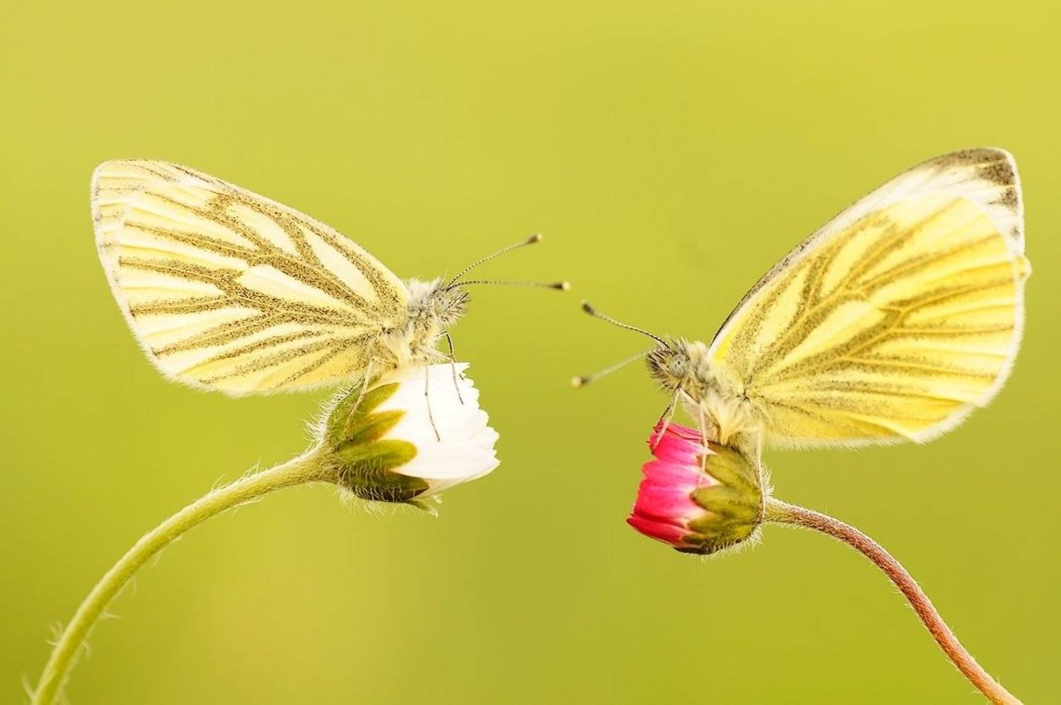 , Zbyszek  Walkiewicz