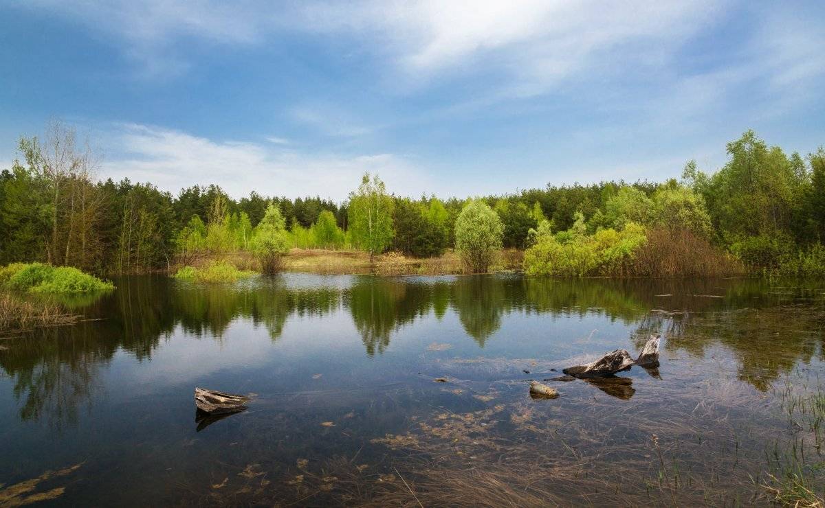 Бревно, Лес, Пейзаж, Природа, Разлив, Александр Удовиченко