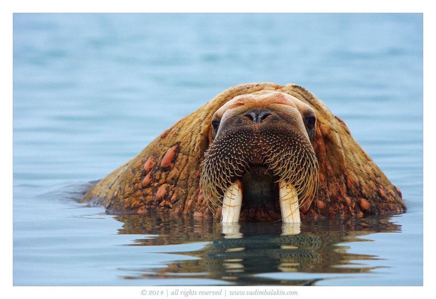Морж, Норвегия, Шпицберген, Вадим Балакин