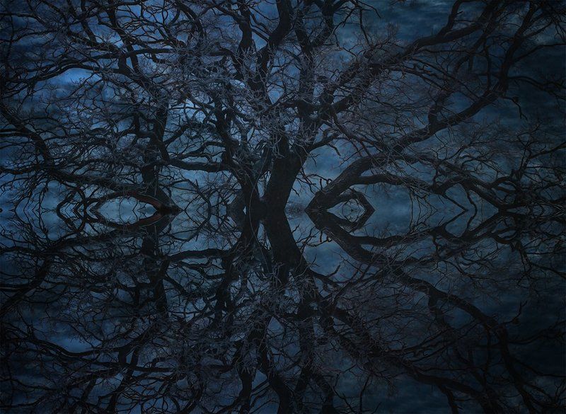 Мудрые древа фото превью