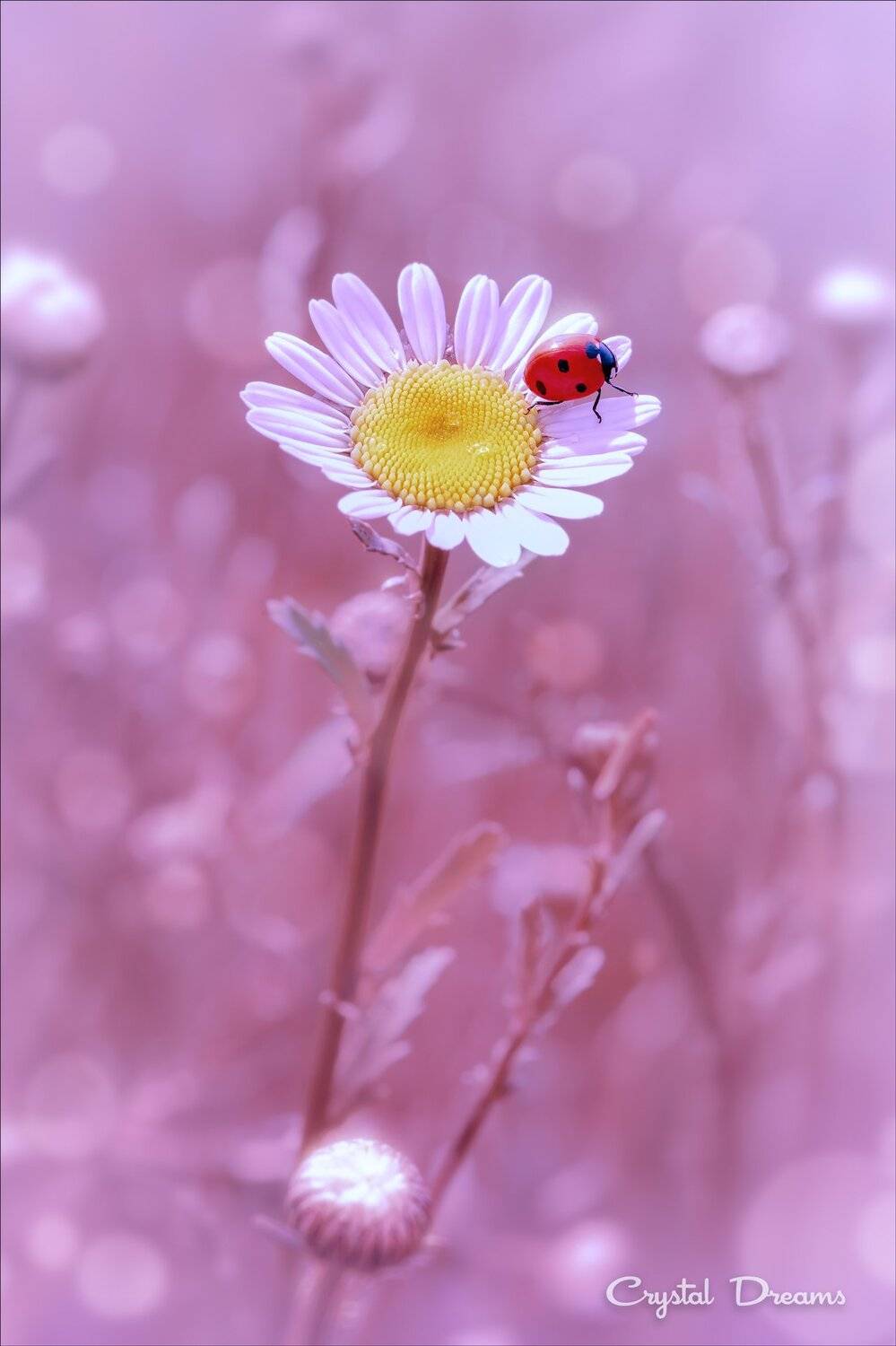 , Татьяна Крылова