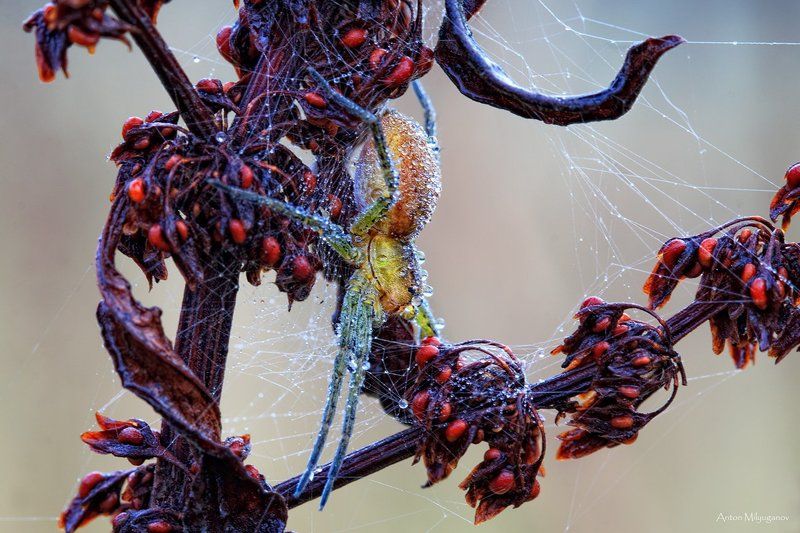 Frozen Death фото превью