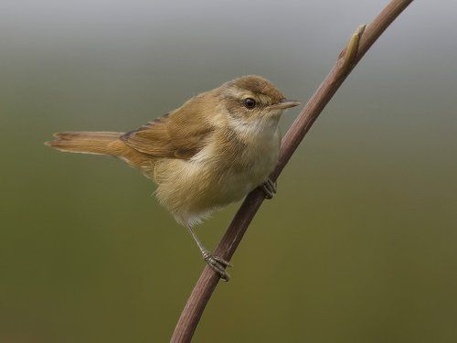 Индийская камышевка (Acrocephalus agricola).