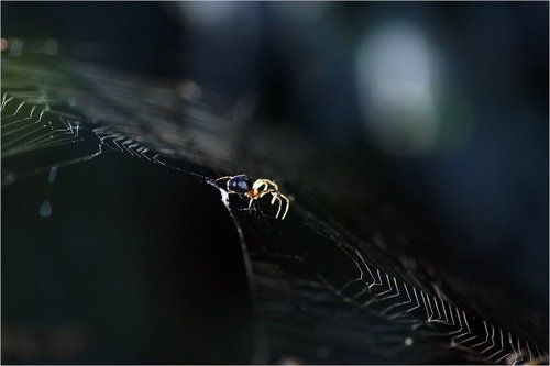 Паутиная история