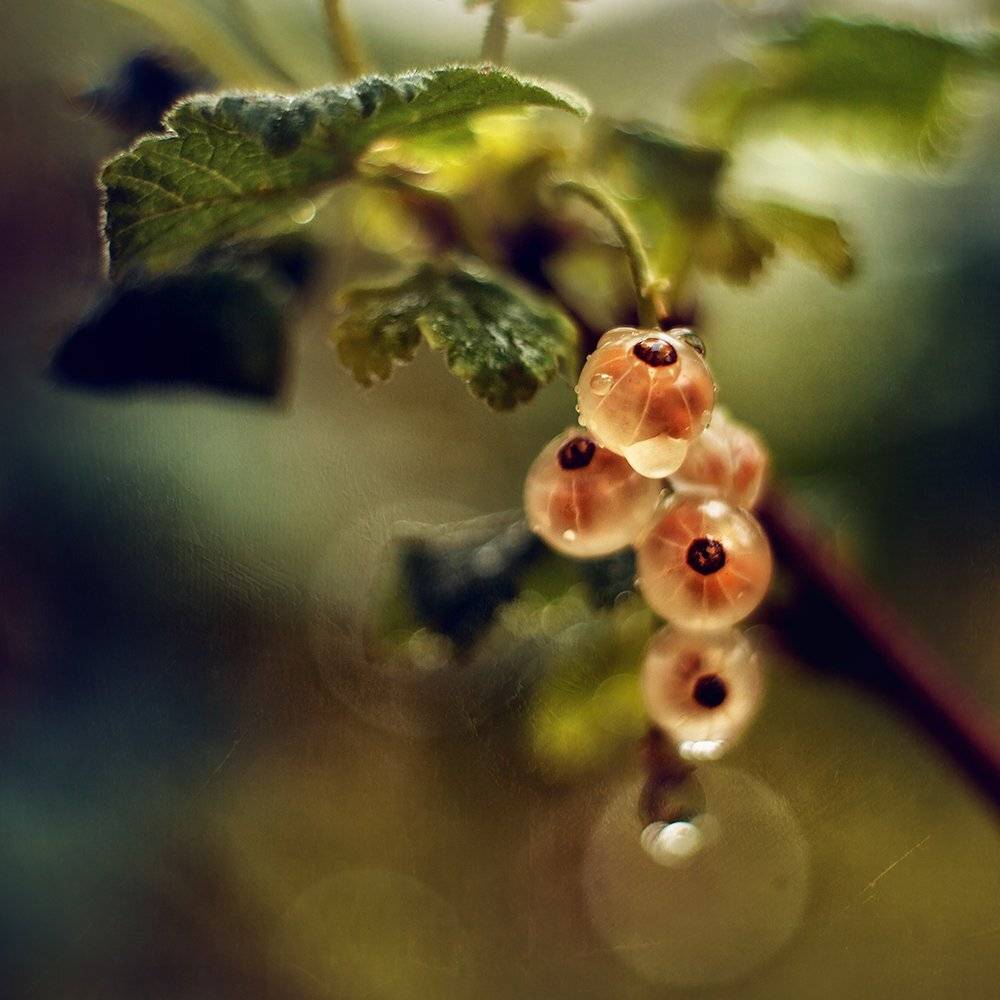 , Елена Галицкая