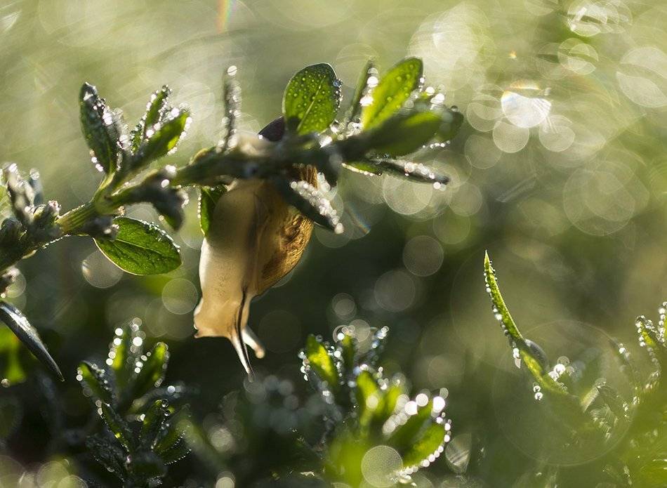 , Иваненко Светлана