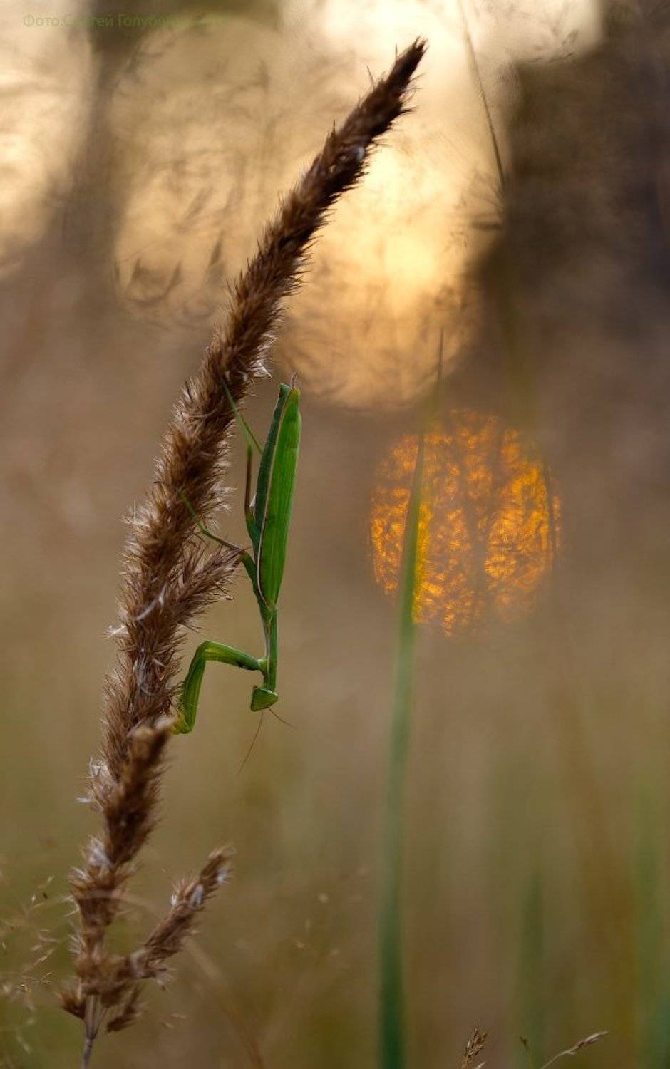 , Сергей Голубенко