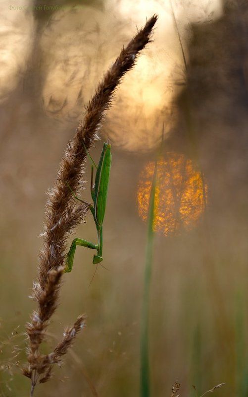 На закате фото превью