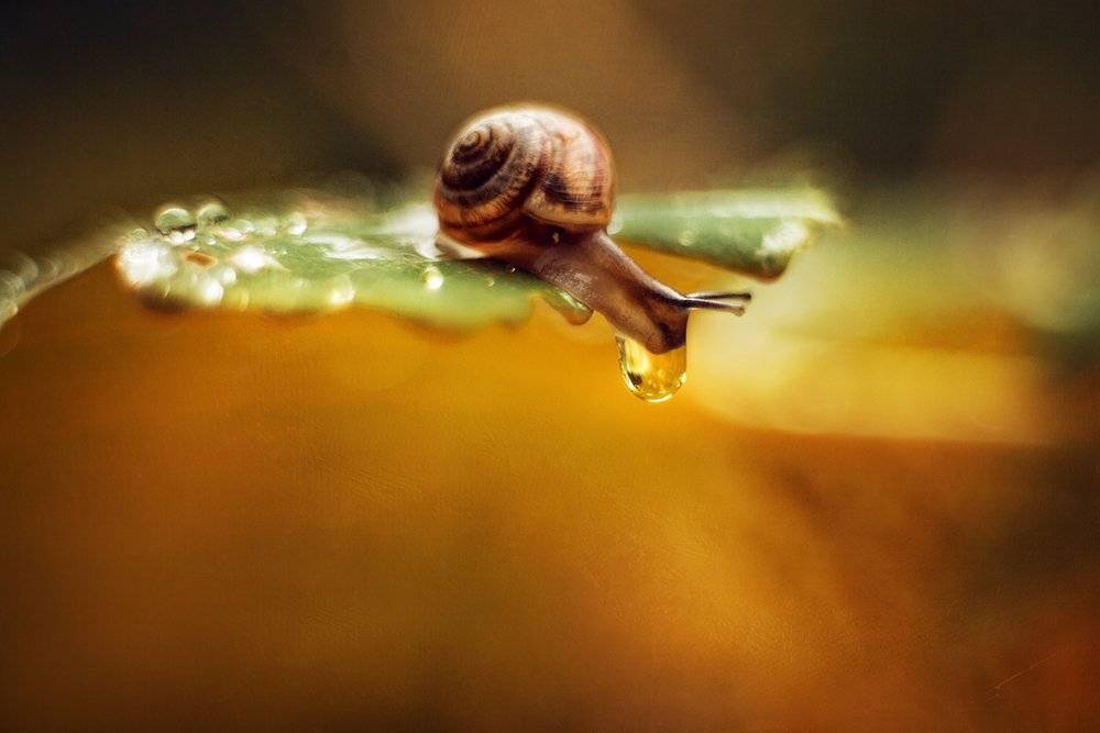 , Елена Галицкая