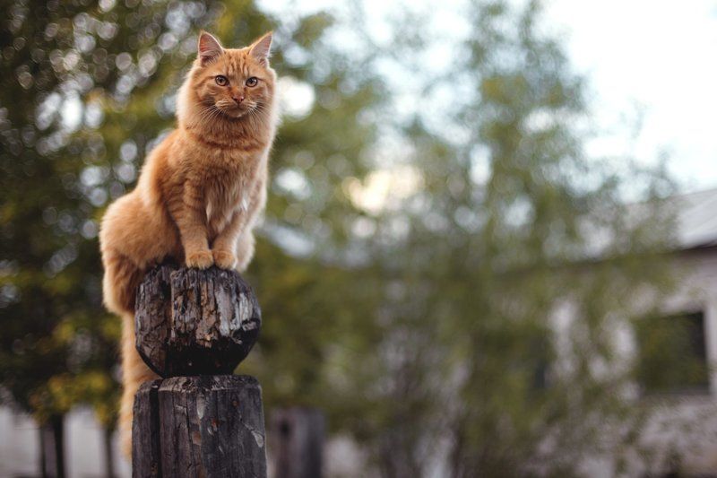 Лето фото превью