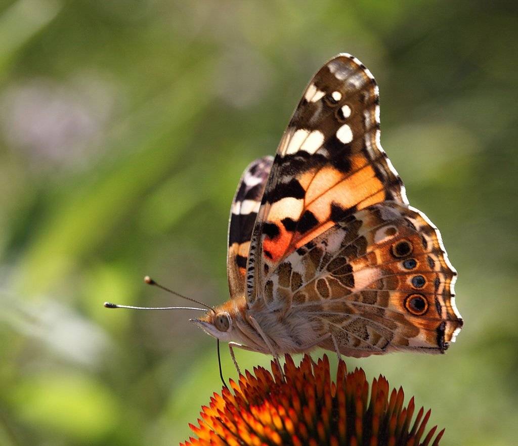 , Сергей Таланов
