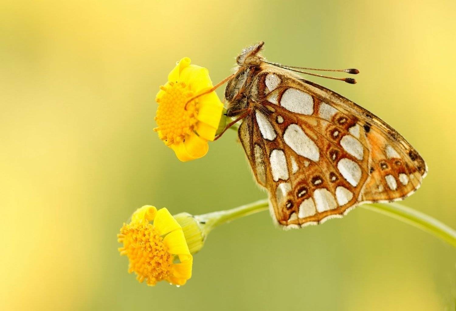 , Zbyszek  Walkiewicz