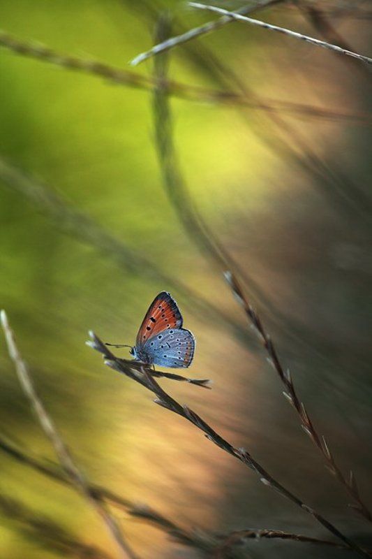 Музыка фото превью