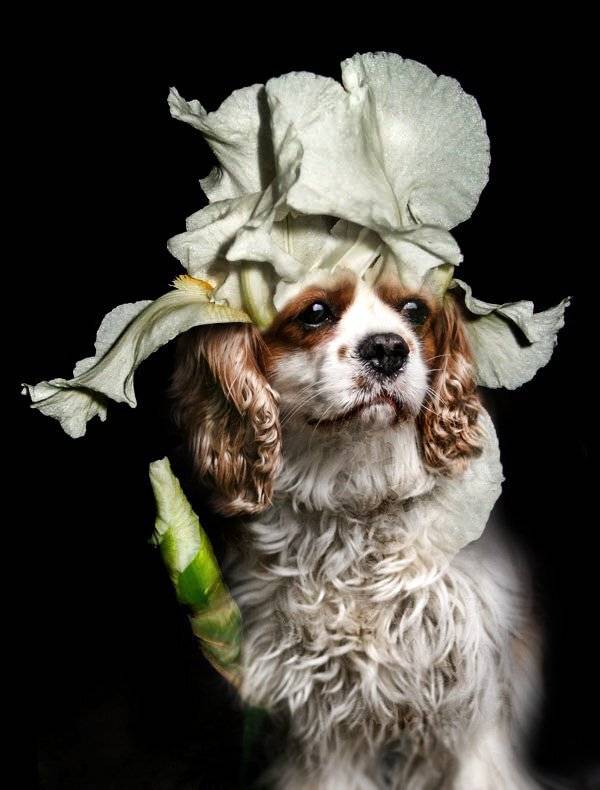 Свет, Спаниэль, Maria V. Gorskaya