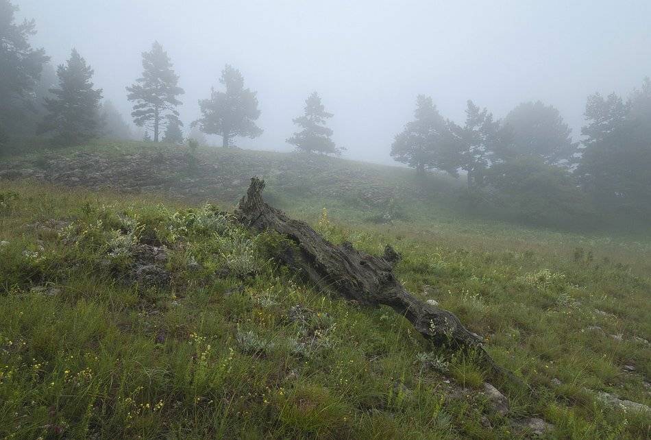 , Саша  Вайсберг / Waldschnepfe /