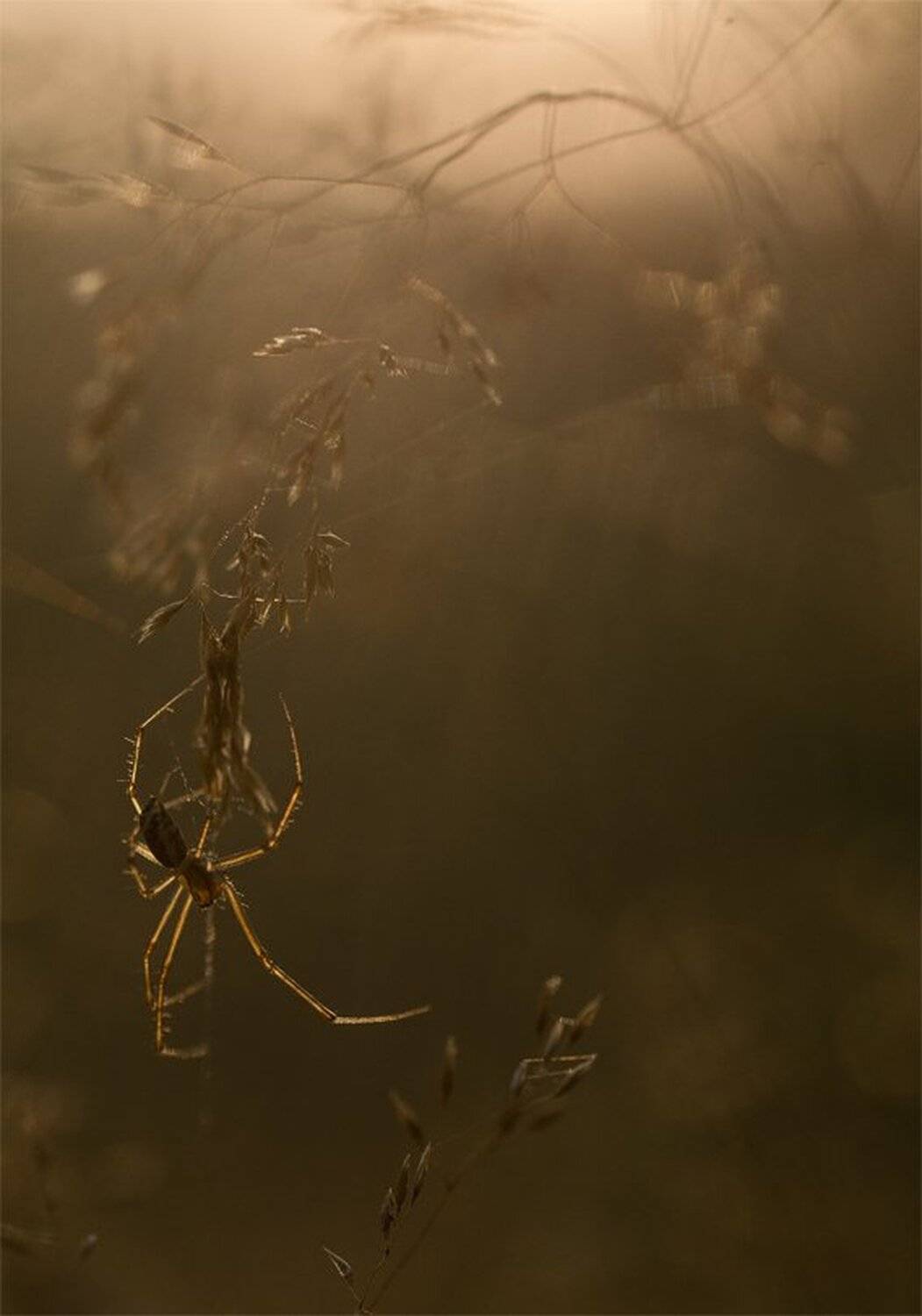 , Геннадий Мещеряков