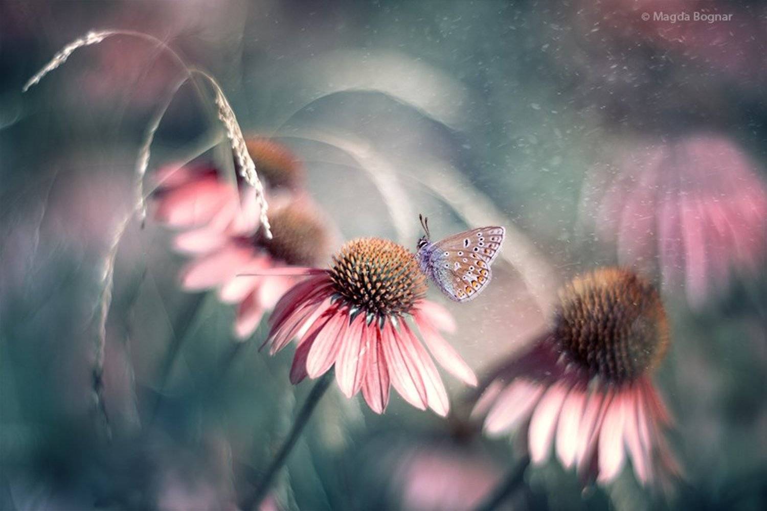 , Magda Bognar
