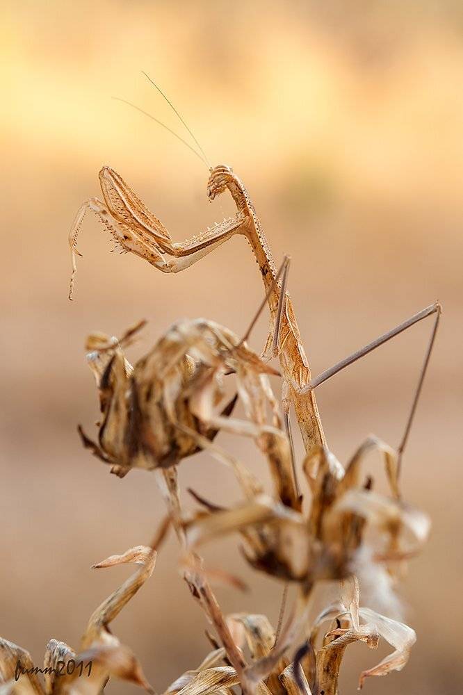 , Игорь ФУММ