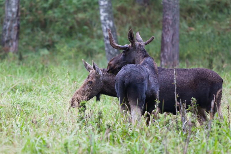 Про лосиную семью фото превью