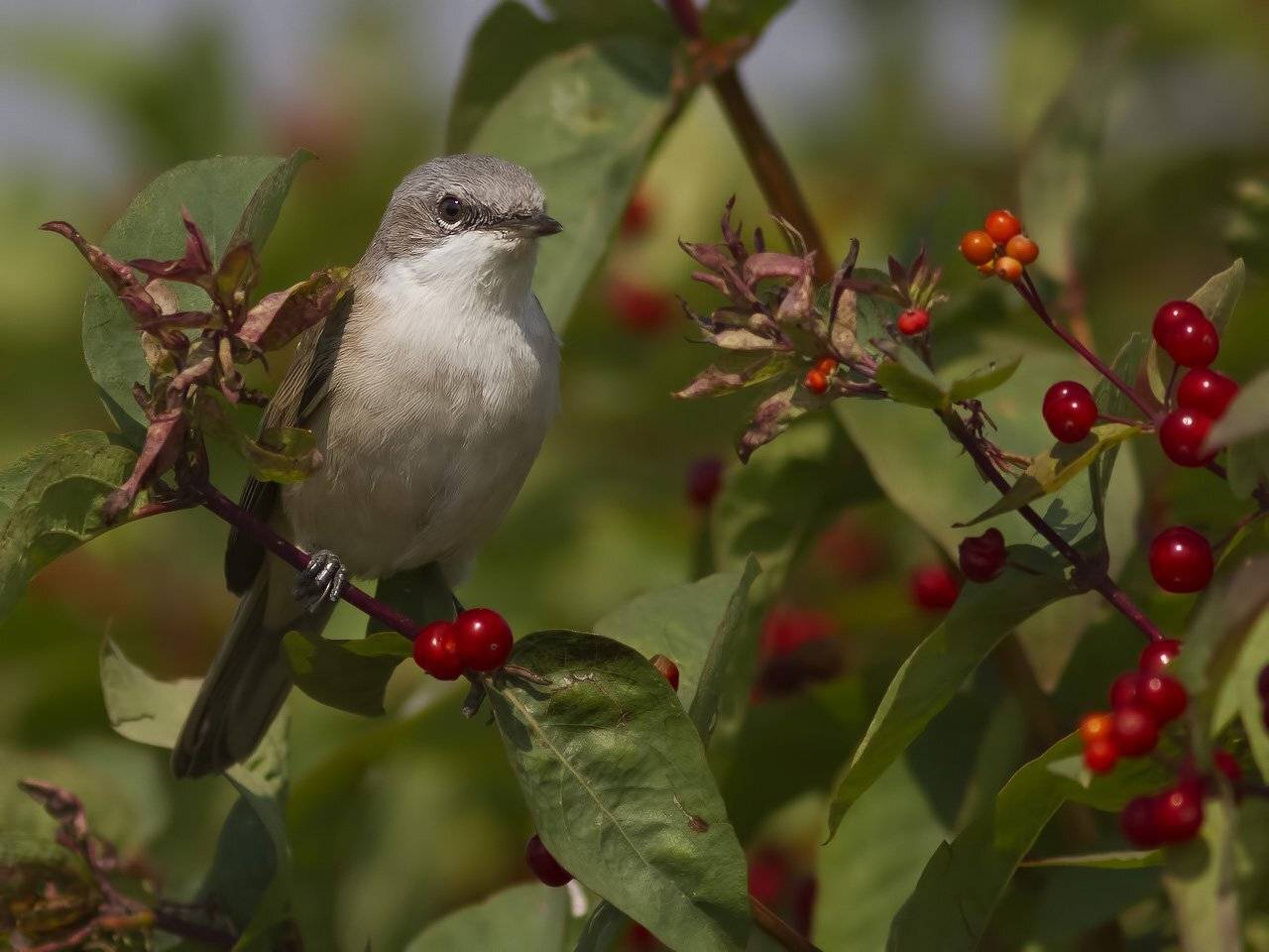 Славка, Ляпустин Юра