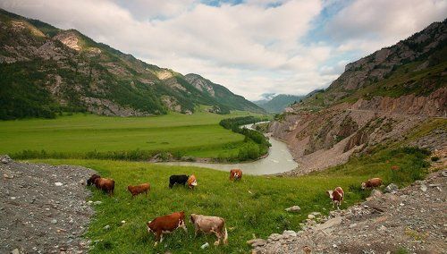 Солнце, воздух и трава - наши лучшие друзья...