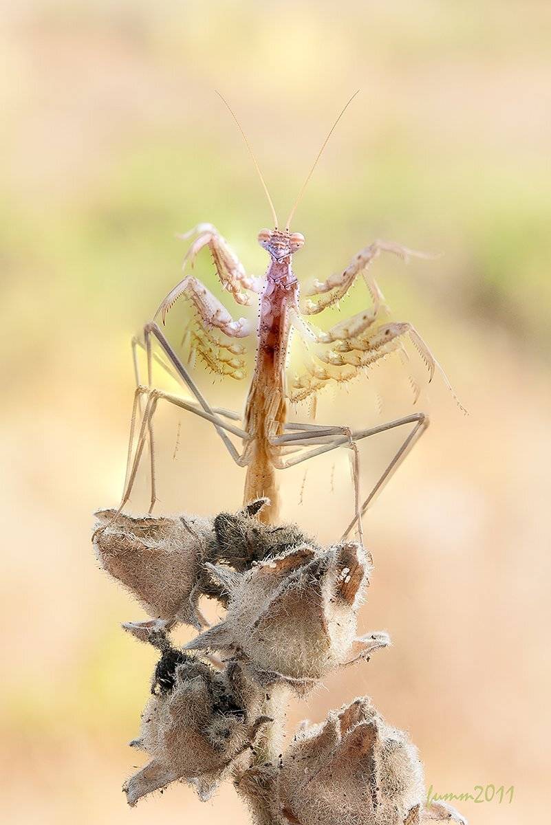 , Игорь ФУММ