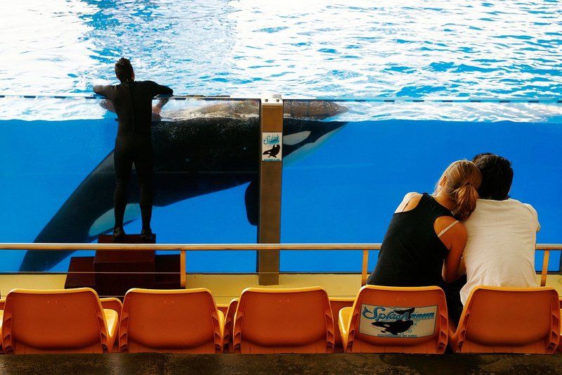 люди, касатка, любовь Любовь у каждого своя... фото превью