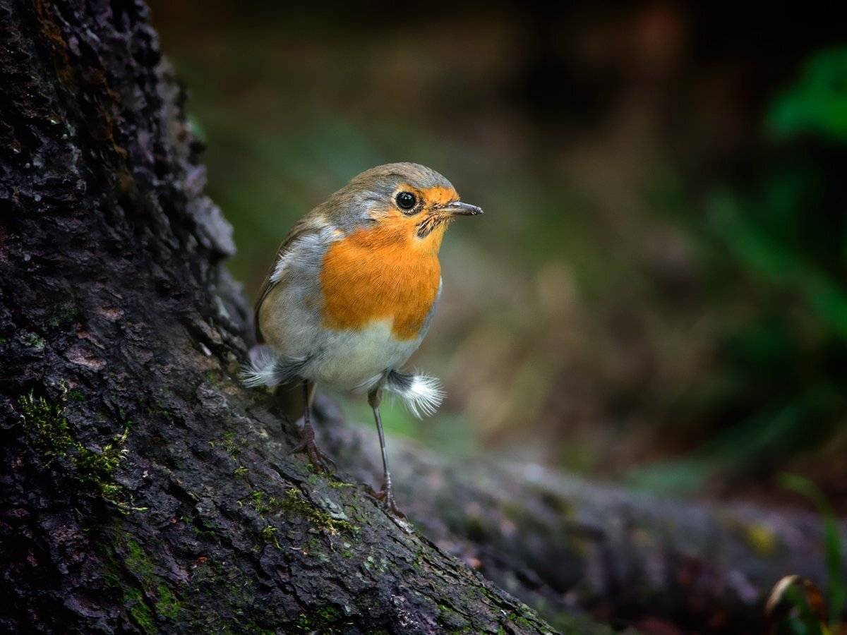 , Валерий Субачев