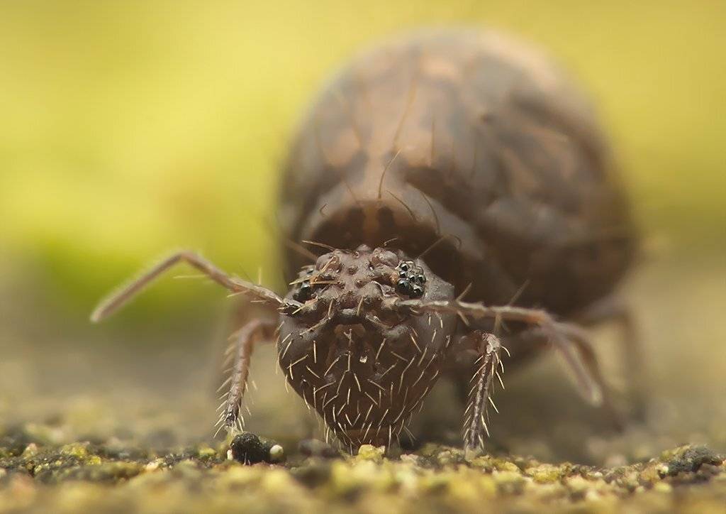 , Валерия Зверева